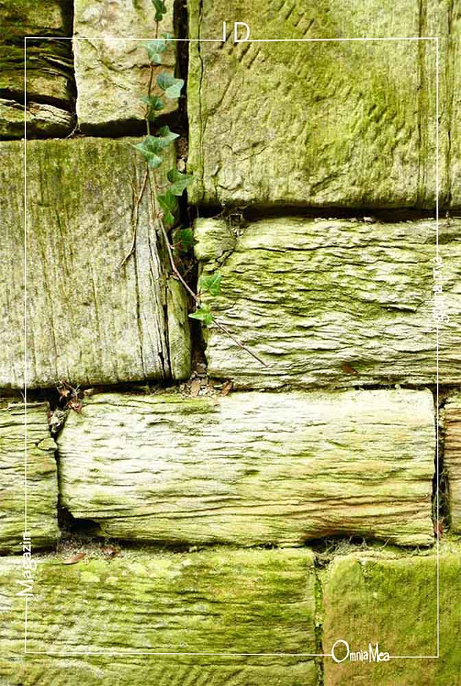 Fotografija 7. poglavlja, motiv drvenog zida